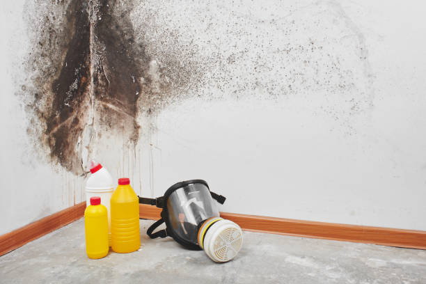 Best Industrial Mold Remediation in Roaming Shores, OH