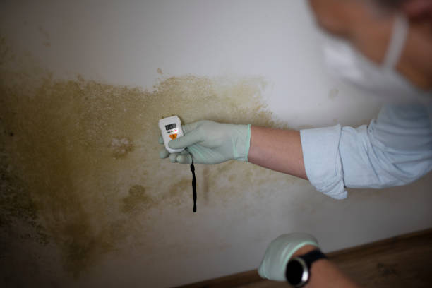 Best Crawl Space Mold Remediation in Roaming Shores, OH